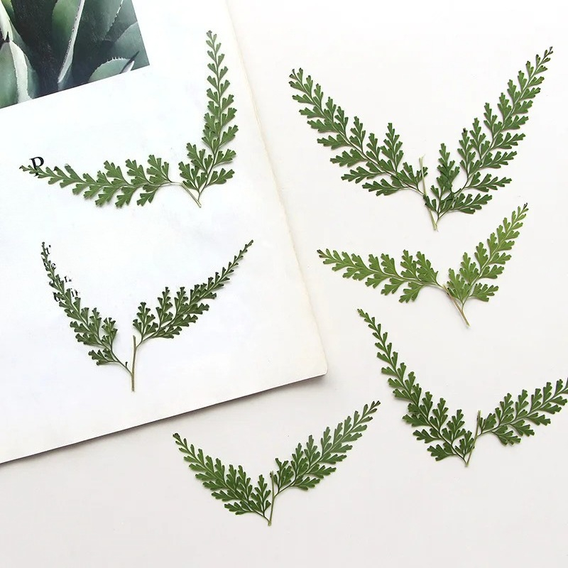 Photo Frame Baby - Nature PMurcia Fern Branches, Fleurs Sèches