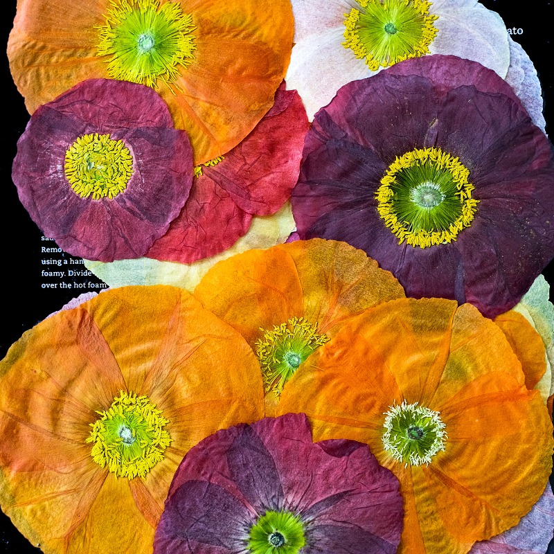 1 pièce, Fleurs de pavot de ca - Photo Frame Baby avis et prix
