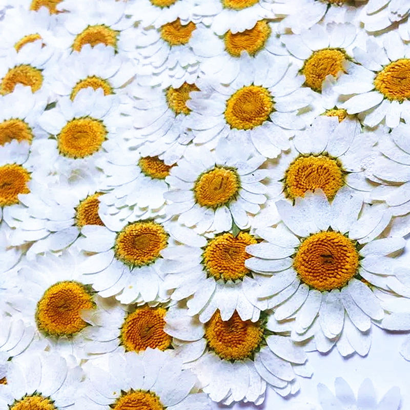 100 pièces de spécimens de pla - Photo Frame Baby avis et prix