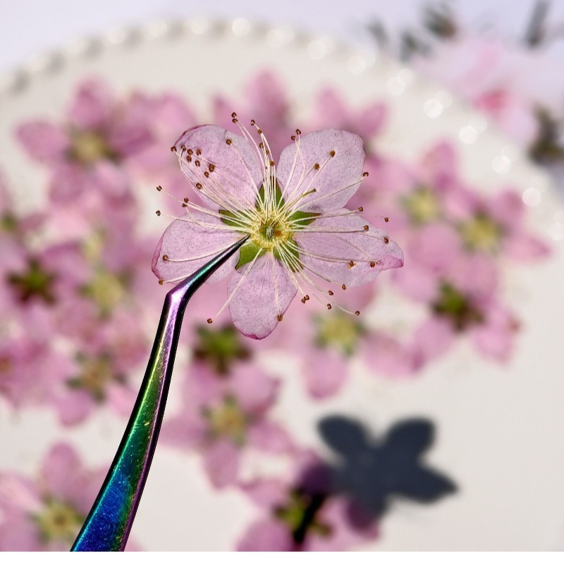 Fleurs séchées pressées de pêc - Photo Frame Baby avis et prix