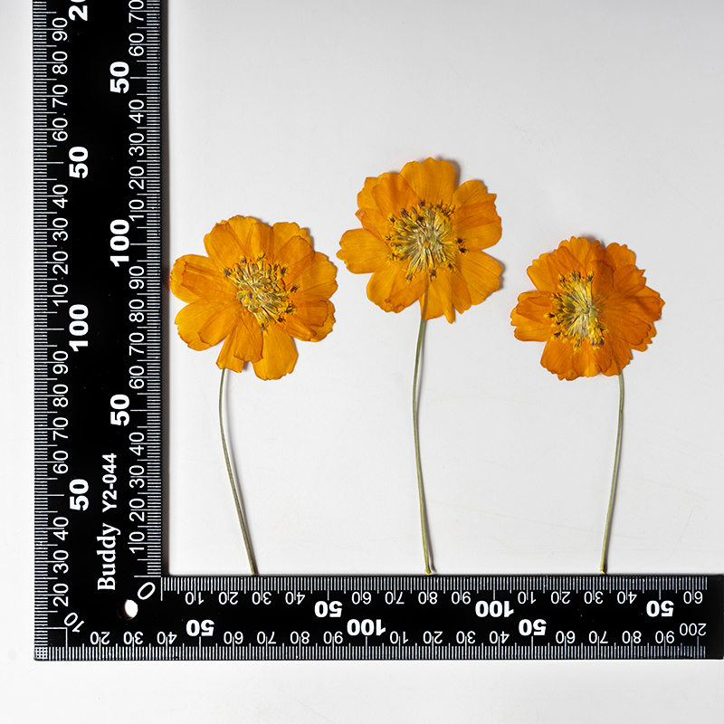 8-10cm/24pcs, Fleurs miniature - Photo Frame Baby avis et prix