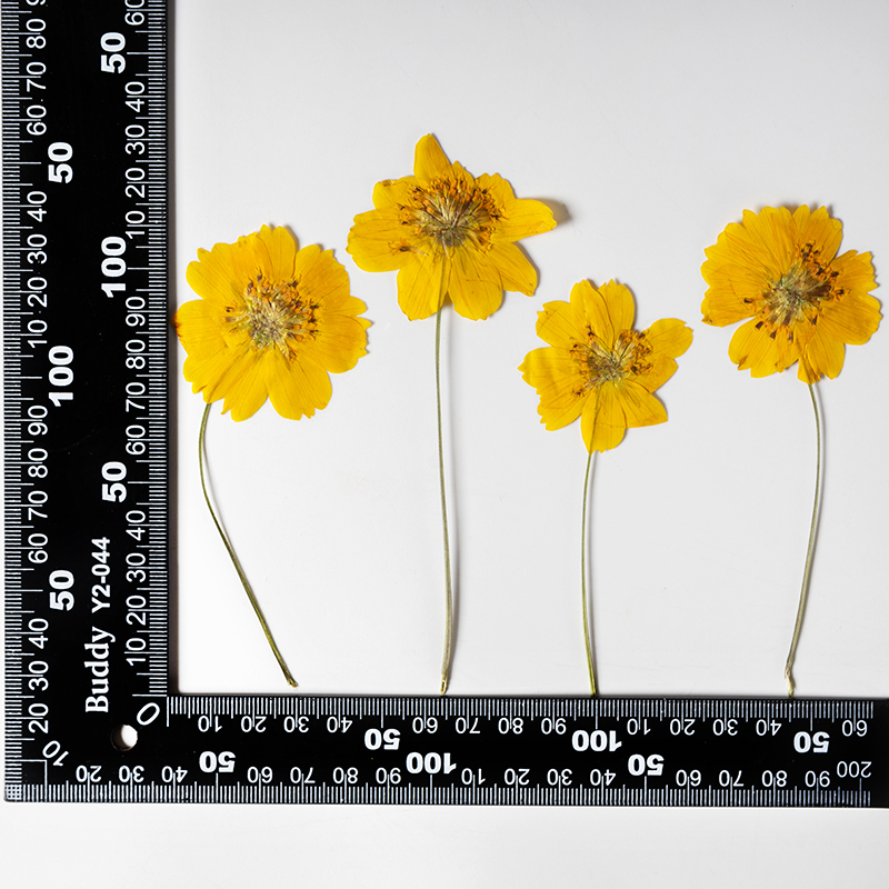 8-10cm/24pcs, Fleurs miniature - Photo Frame Baby avis et prix