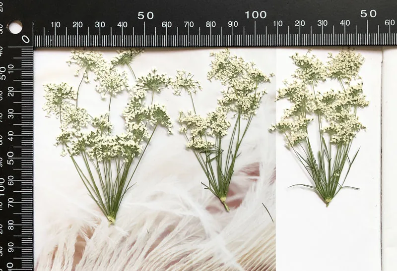5-7 cm/12 pièces, petites fleu - Photo Frame Baby avis et prix