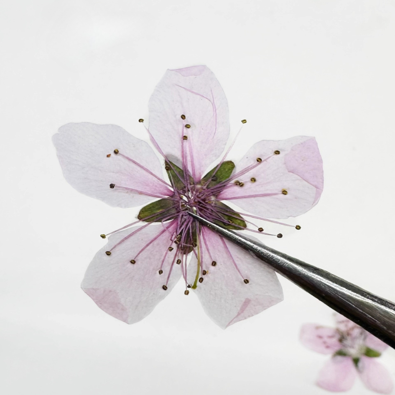 12 pièces, Fleurs de pêcher na - Photo Frame Baby avis et prix