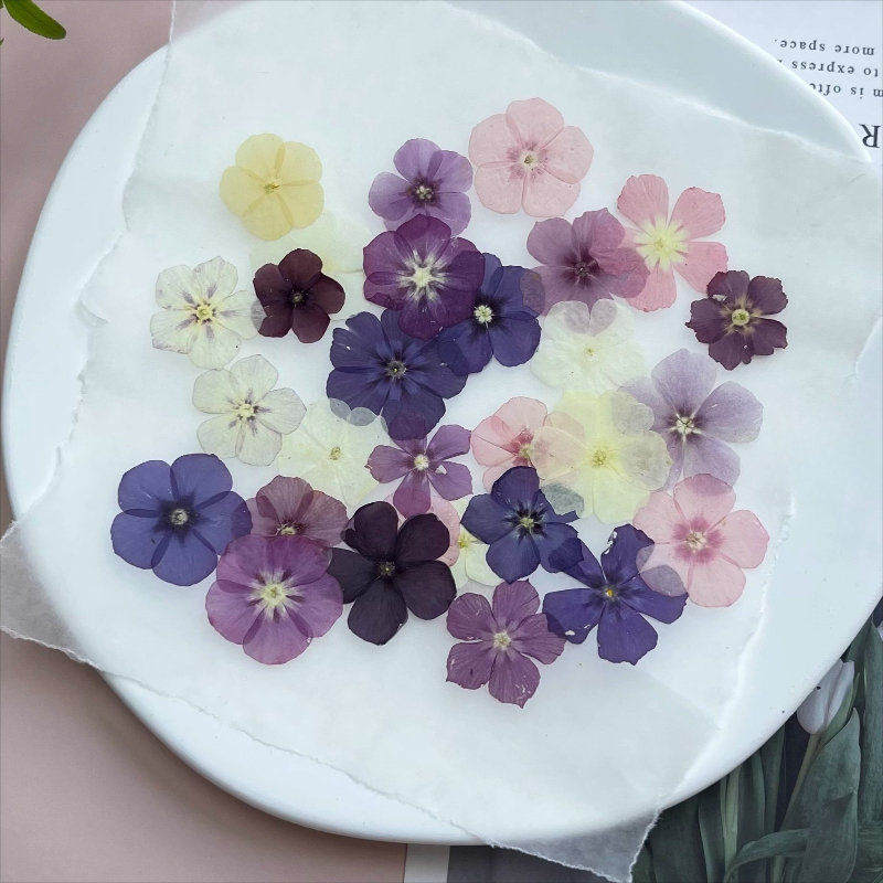 12 pièces, fleurs séchées pres - Photo Frame Baby avis et prix