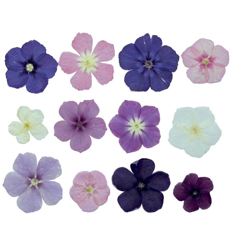 12 pièces, fleurs séchées pres - Photo Frame Baby avis et prix