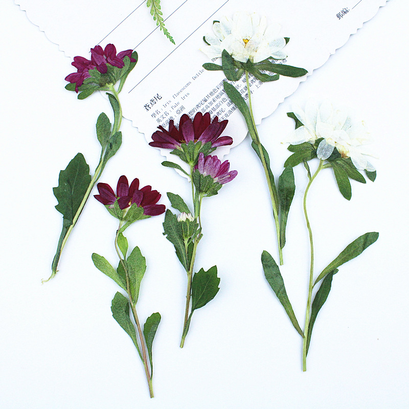 24 pièces, mini chrysanthèmes  - Photo Frame Baby avis et prix