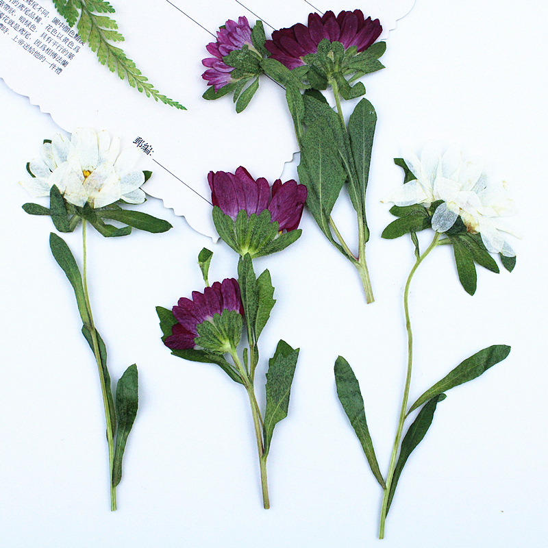 24 pièces, mini chrysanthèmes  - Photo Frame Baby avis et prix