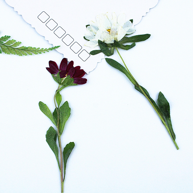 24 pièces, mini chrysanthèmes  - Photo Frame Baby avis et prix