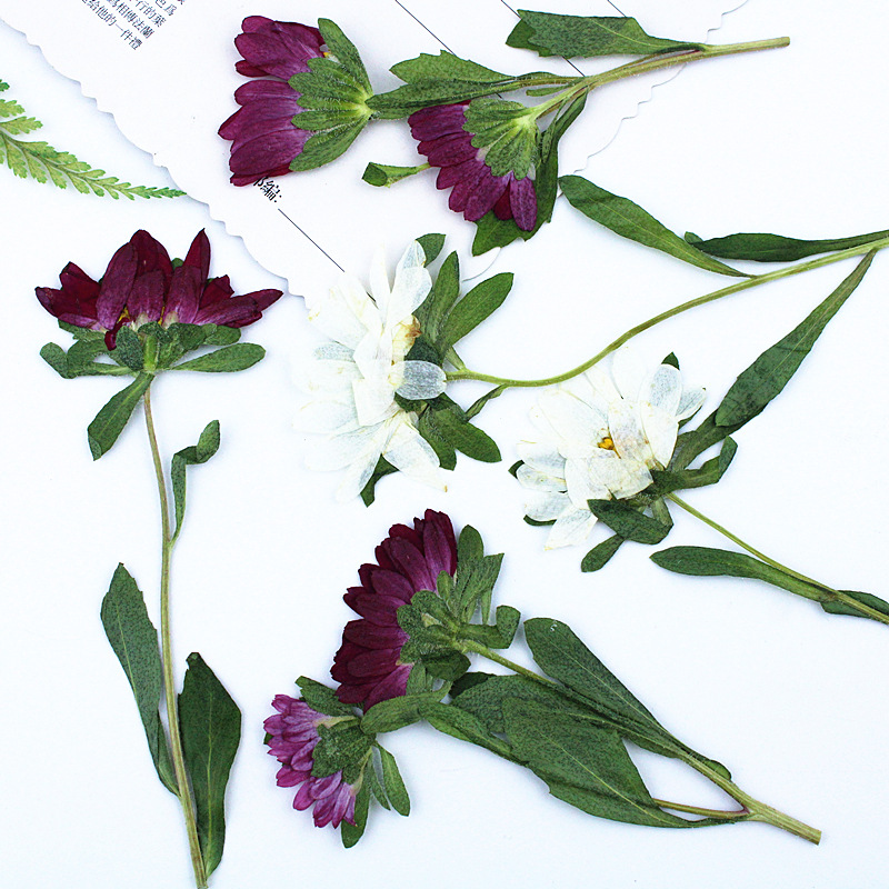 24 pièces, mini chrysanthèmes  - Photo Frame Baby avis et prix