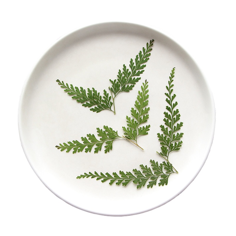 Nature PMurcia Fern Branches,  - Photo Frame Baby avis et prix