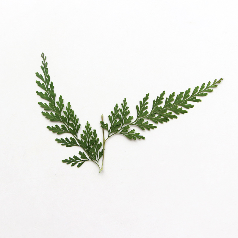 Nature PMurcia Fern Branches,  - Photo Frame Baby avis et prix