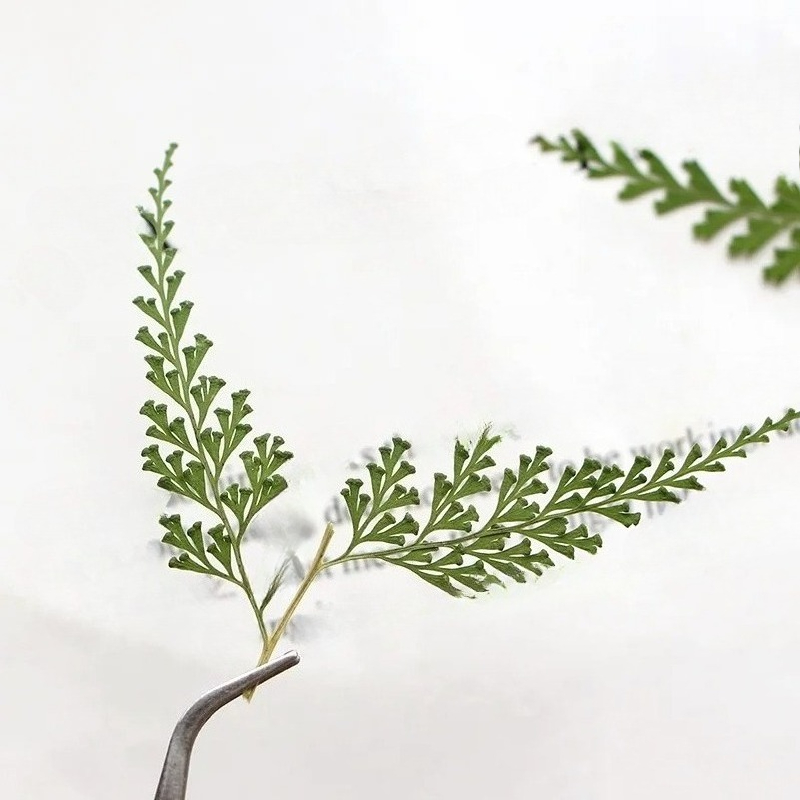 Nature PMurcia Fern Branches,  - Photo Frame Baby avis et prix